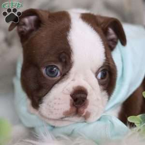 Blossom, Boston Terrier Puppy